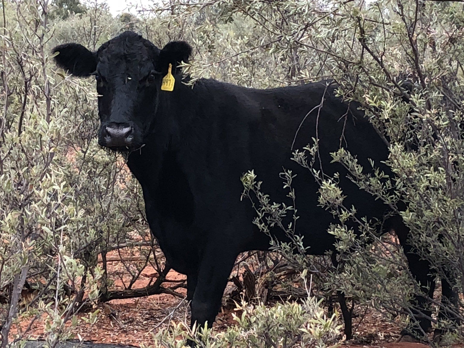 Finest Angus Females 2