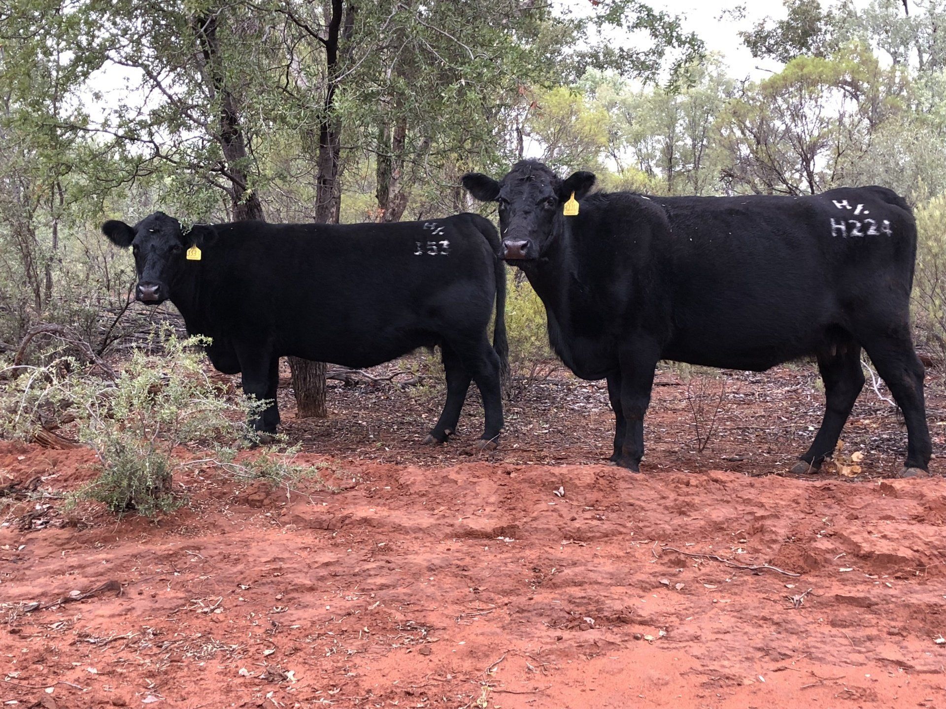 Angus females