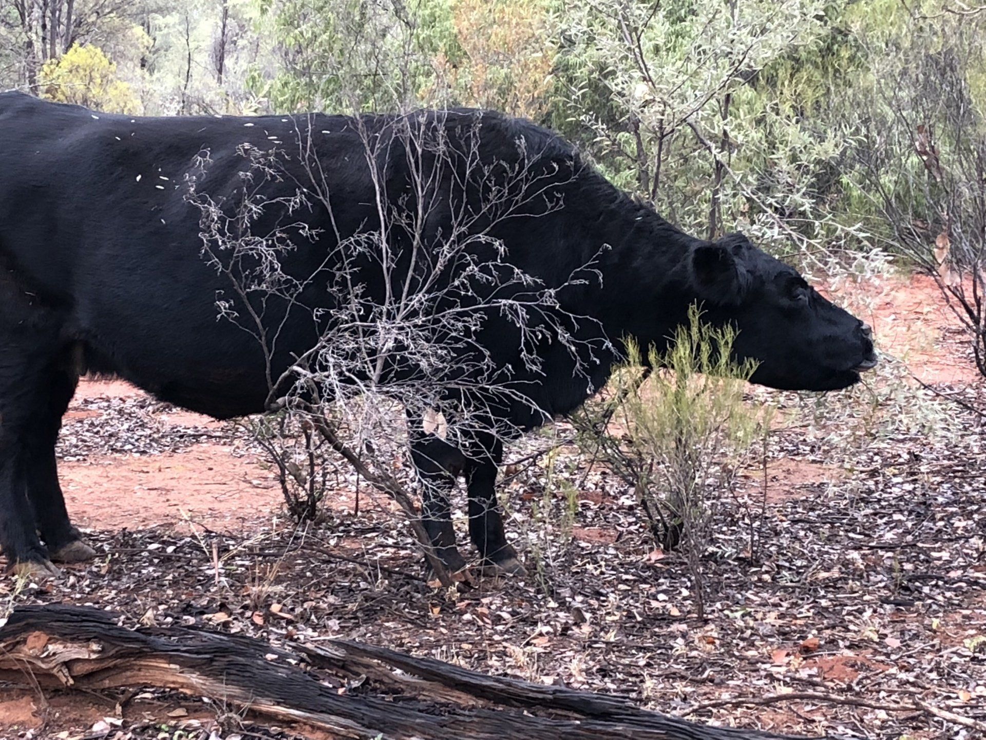 Finest Angus Females 3