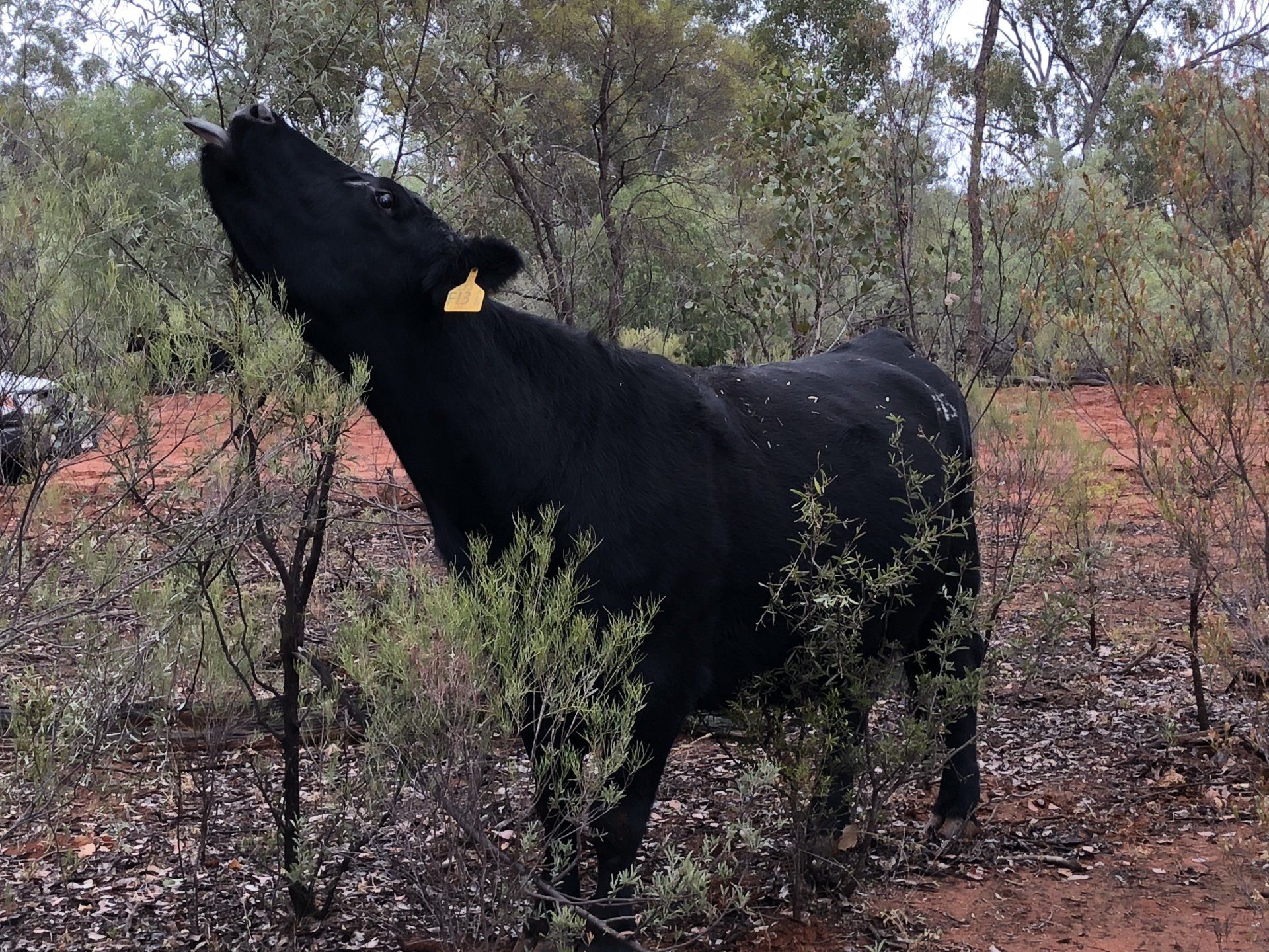 Finest Angus Female eating