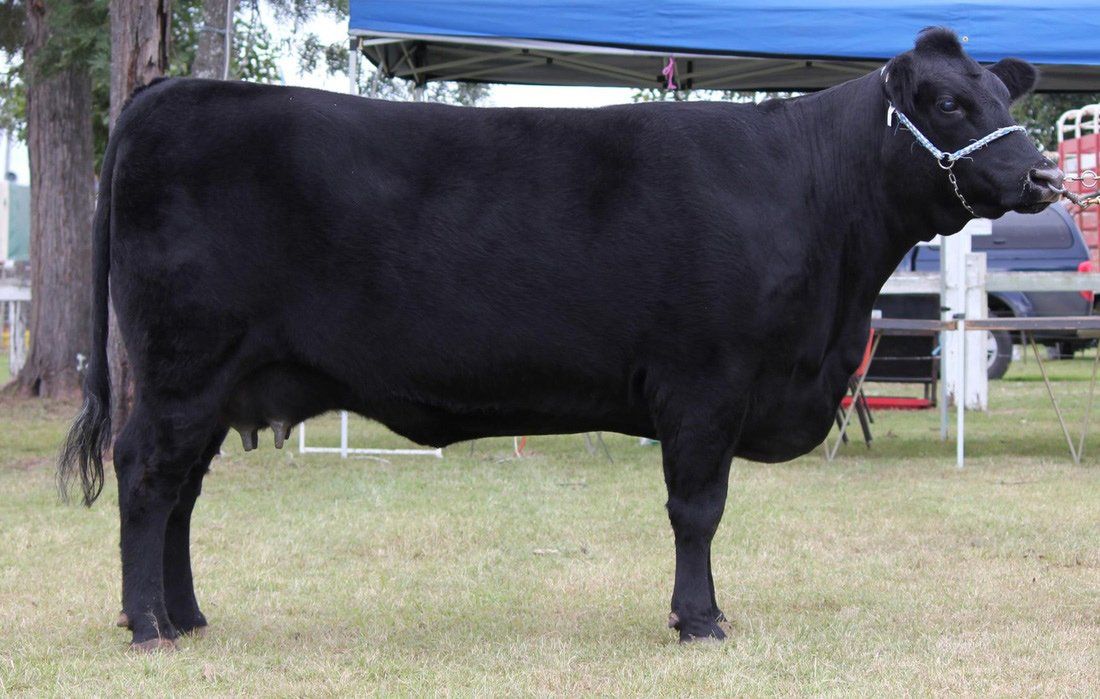 Agro - Emerald 2012