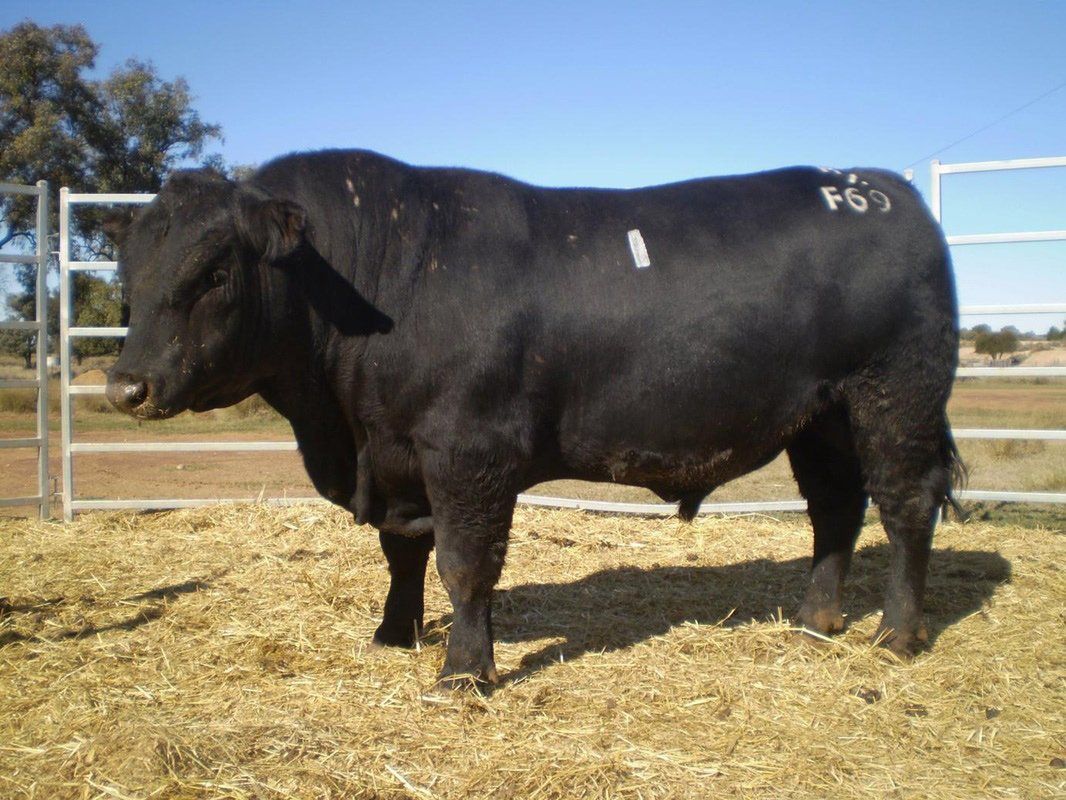 Agro - Emerald 2012