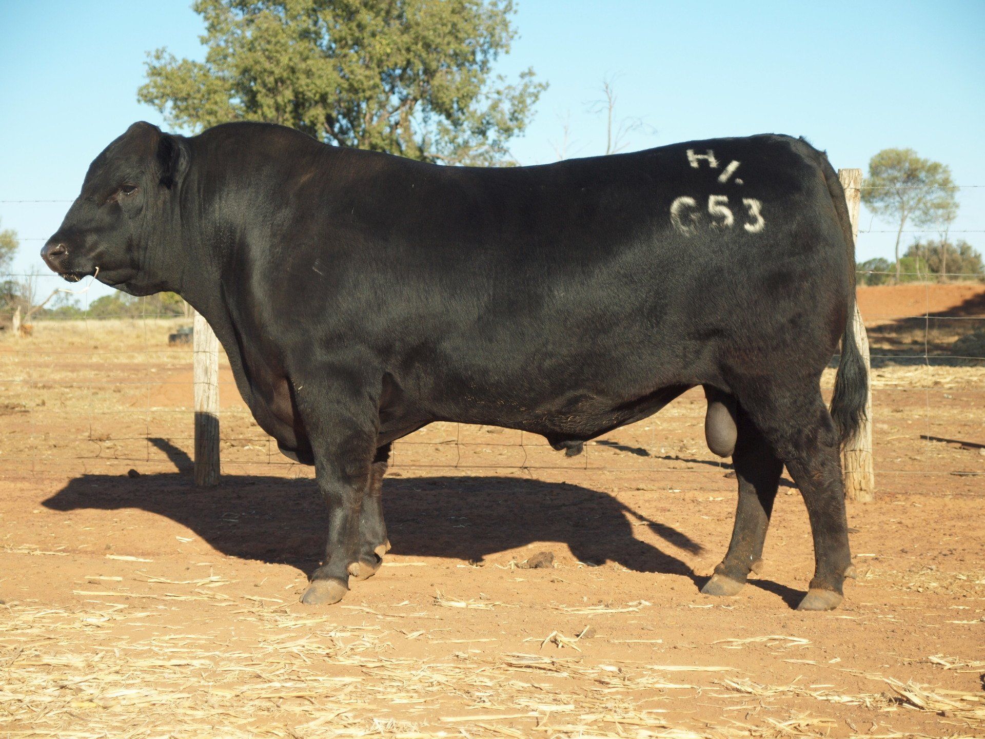 Carabar Gunsmoke G53