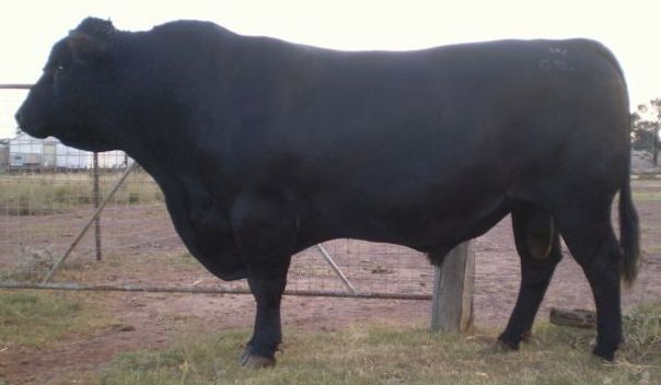 Bull 2012 Photos