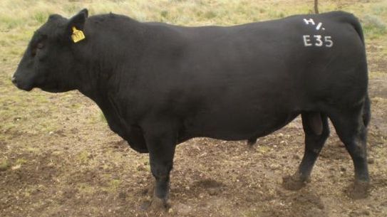 Bull 2012 Photos