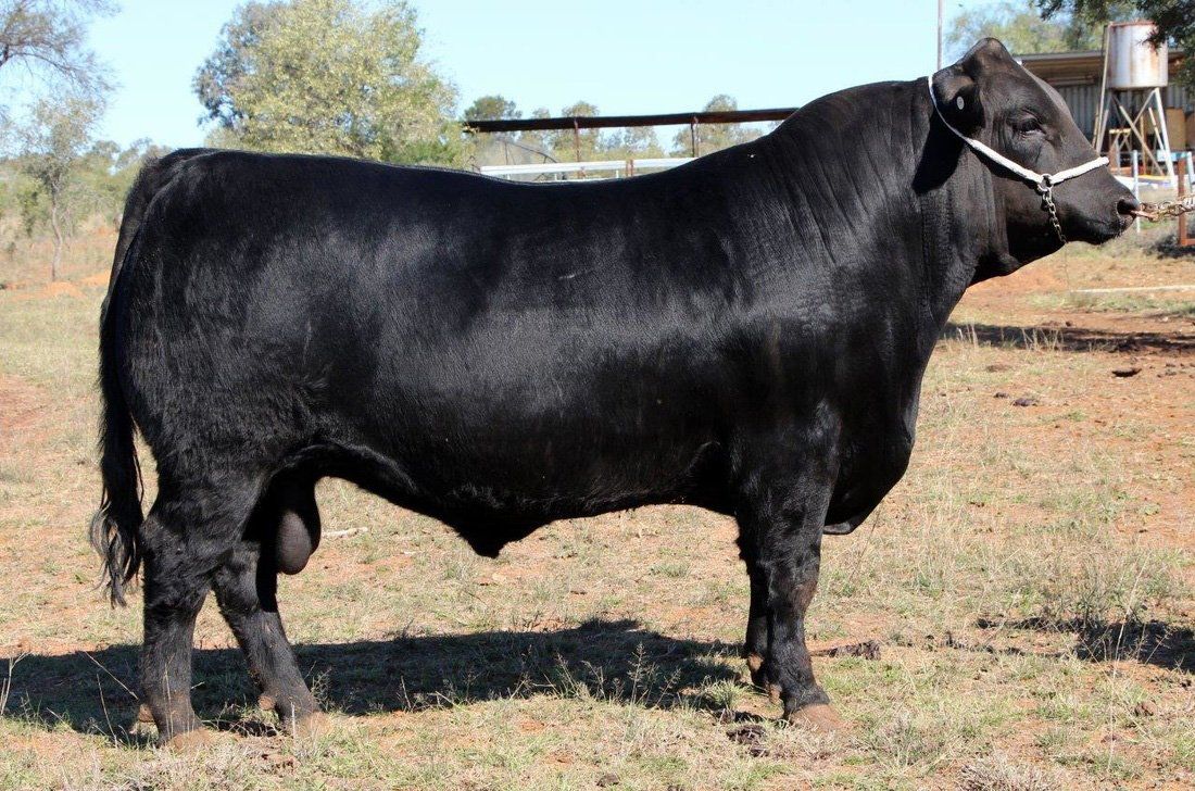 Bull 2015