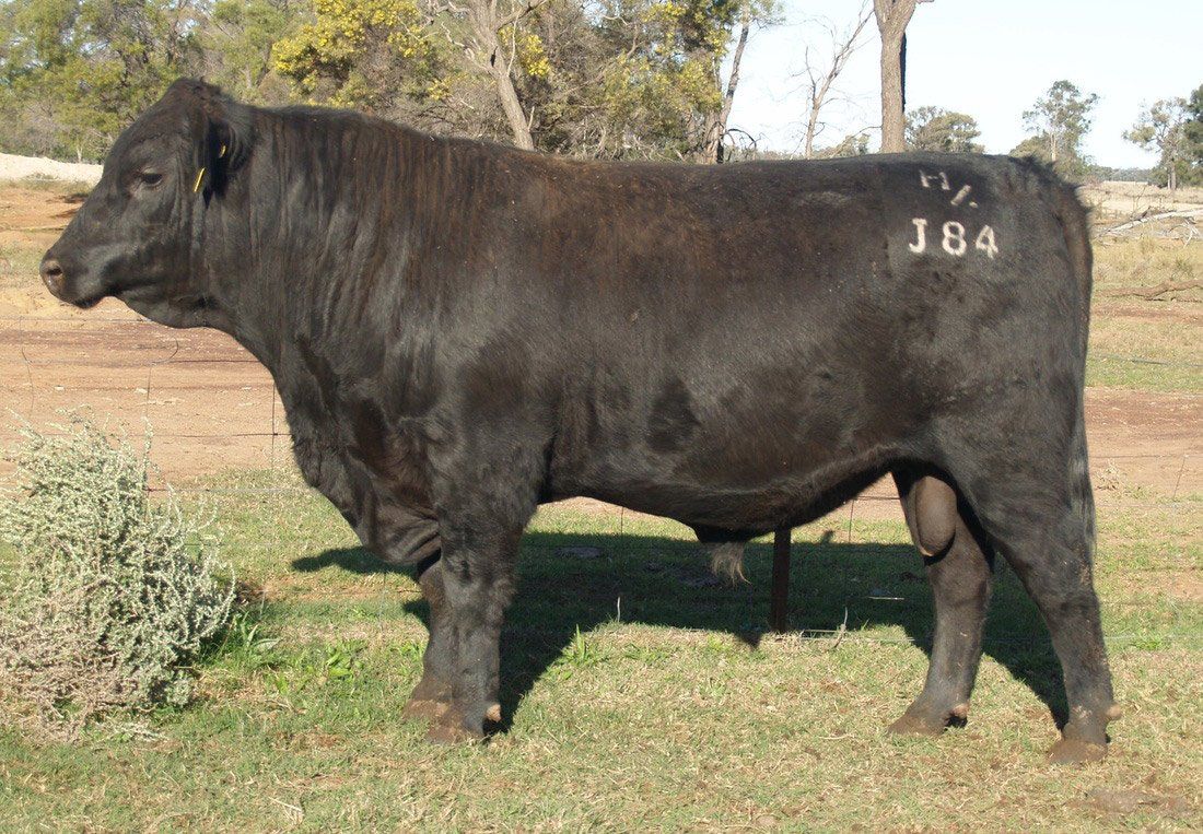 Bull 2015