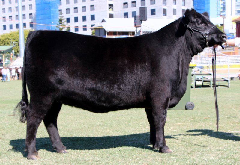 Bull 2015