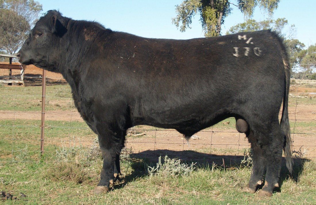 Bull 2015
