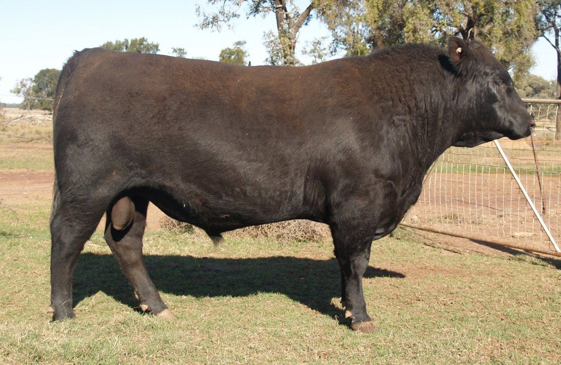 Bull 2015