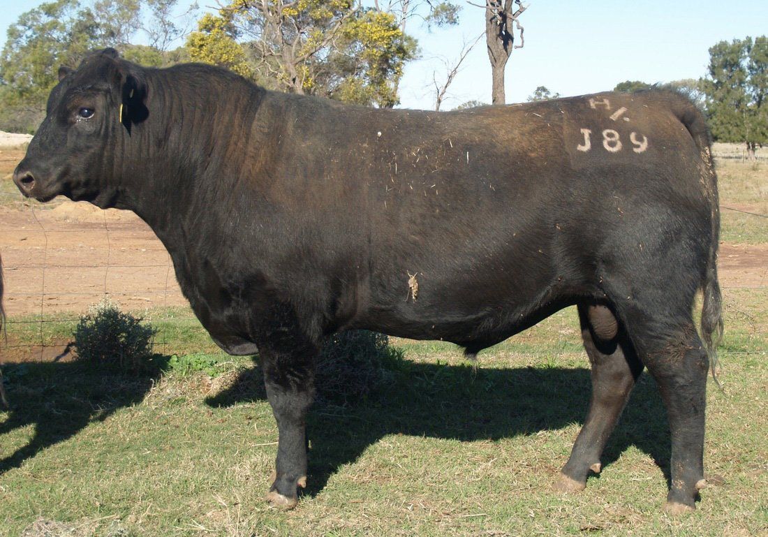 Bull 2015