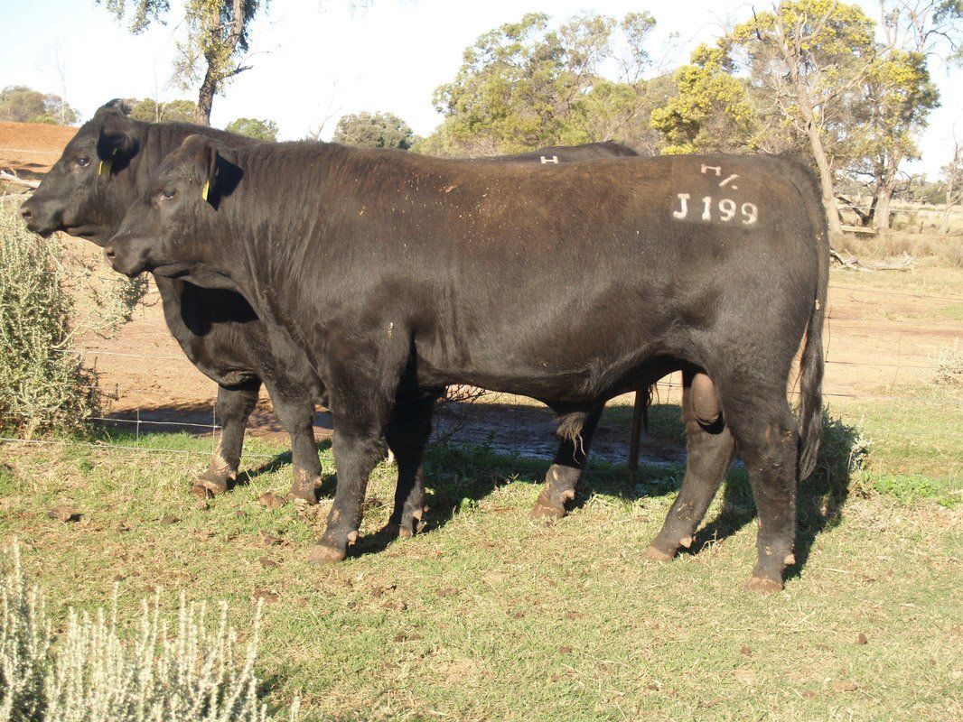 Bull 2015