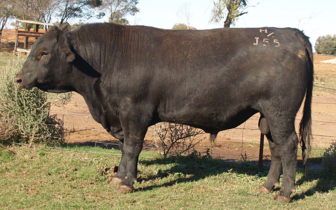 Bull 2015