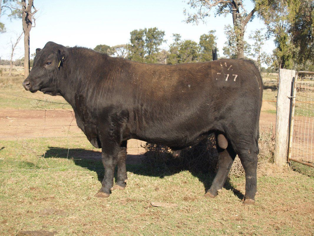 Bull 2015