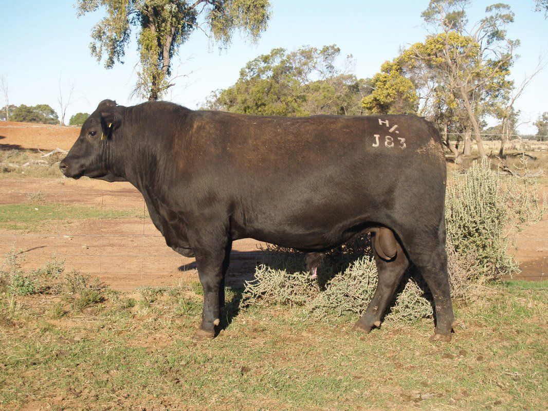 Bull 2015