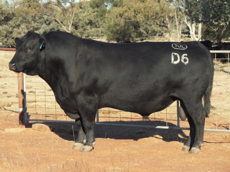 Carabar bull photos