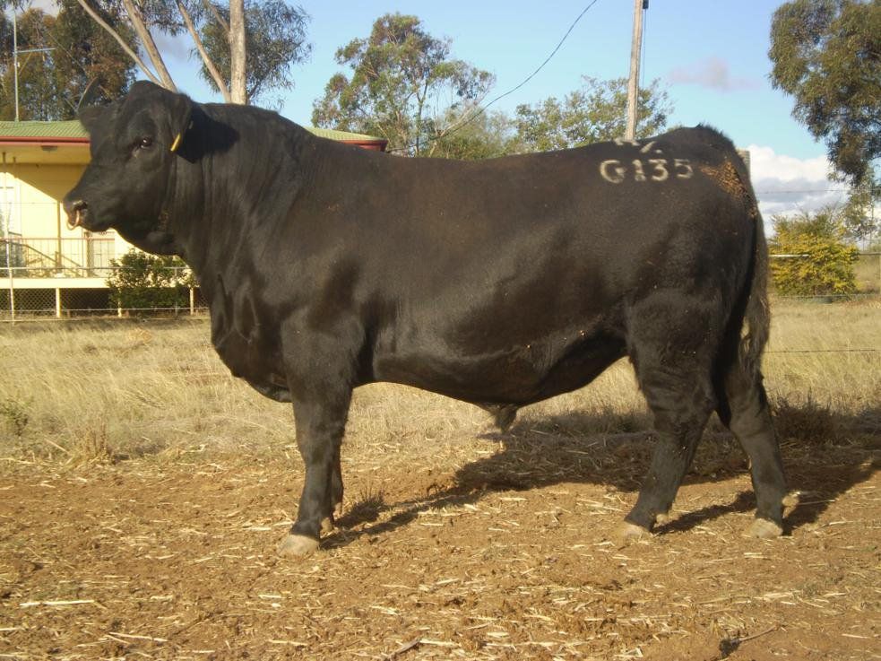 Carabar bull photos
