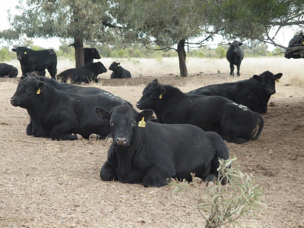 Carabar bull photos