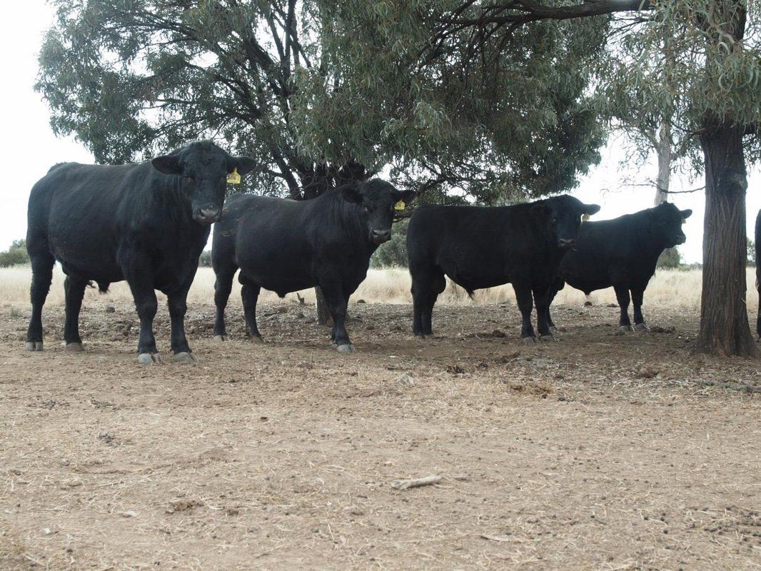 Carabar bull photos