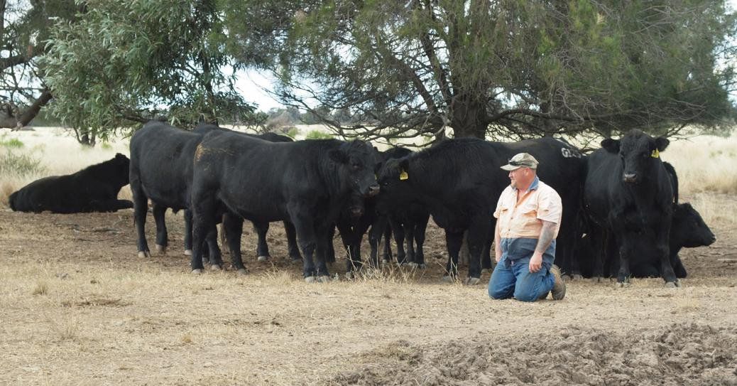 Carabar bull photos
