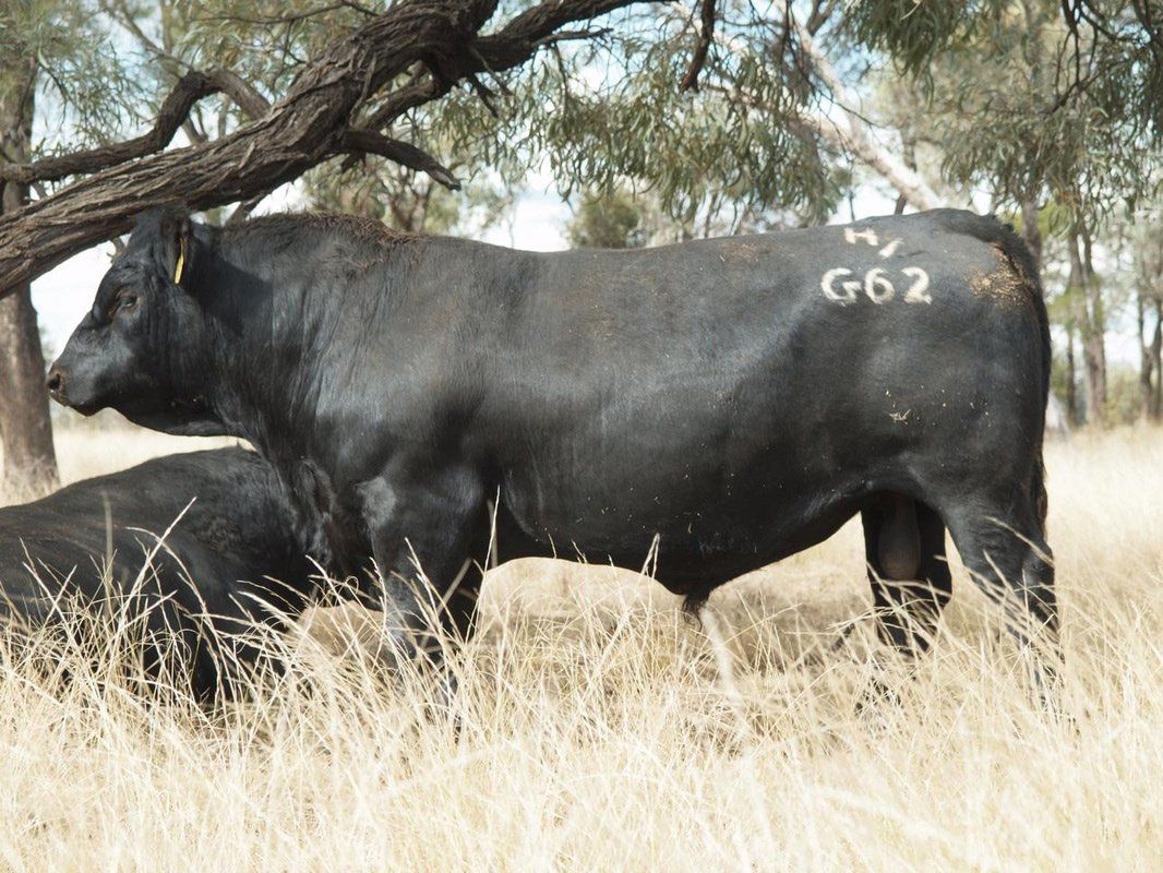 Carabar bull photos