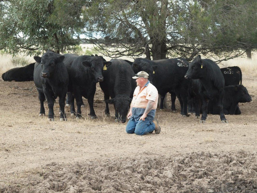 Carabar bull photos