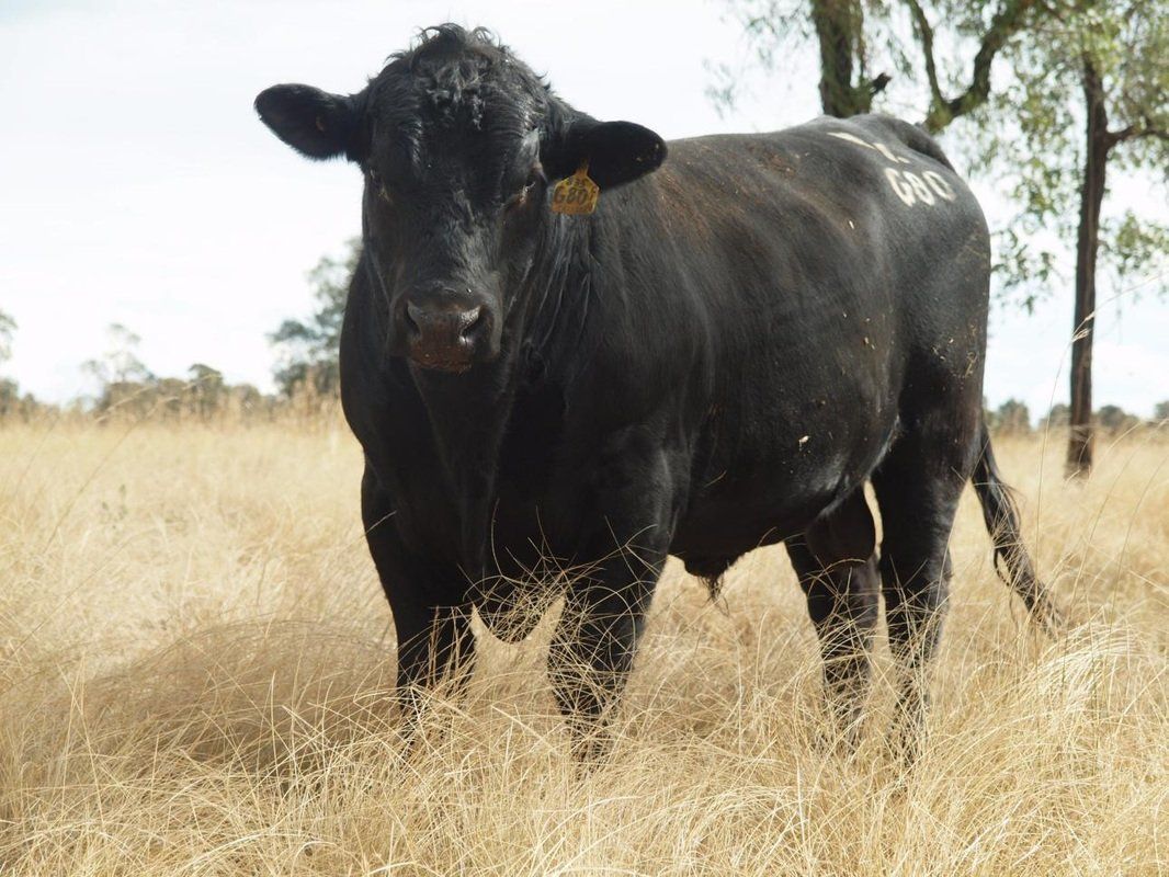 Carabar bull photos