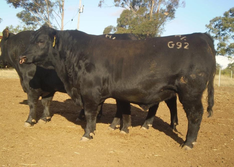 Carabar bull photos