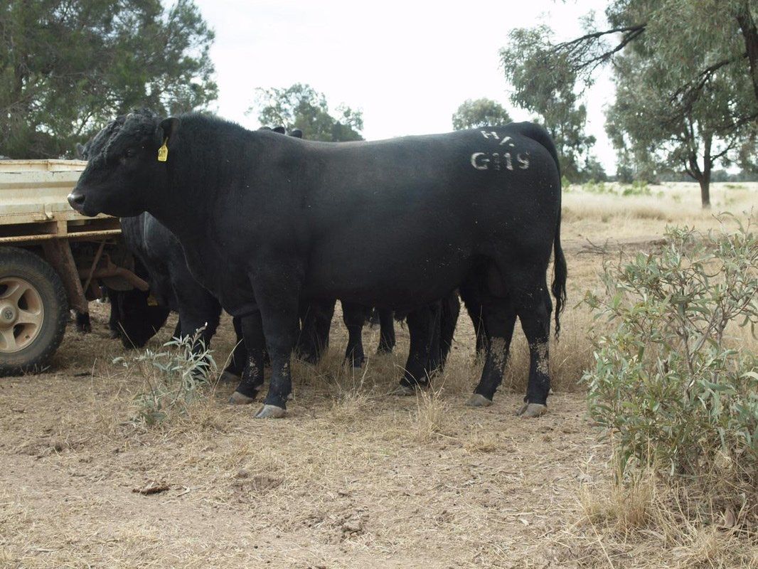 Carabar bull photos