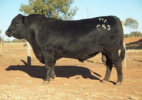 Carabar Angus Sale