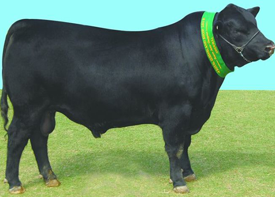 Carabar Angus Stud