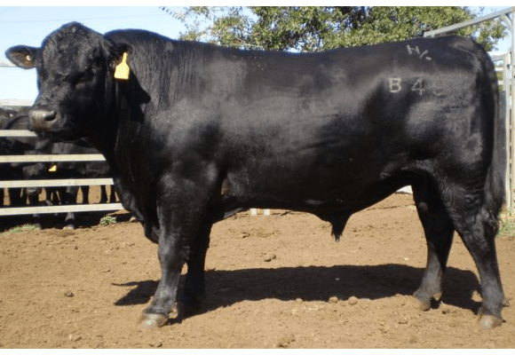 Carabar Angus cattle 3