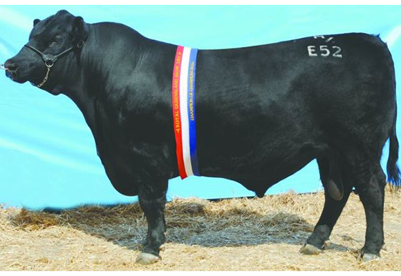 Carabar Angus cattle