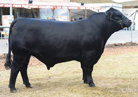 Black sire with red collar