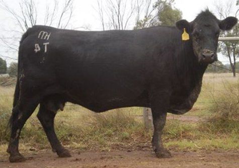 Black sire cow 3