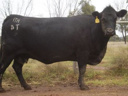 Booroomooka Angus Booroomooka Angus