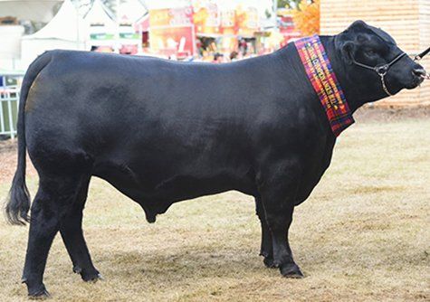 Black sire cow 2