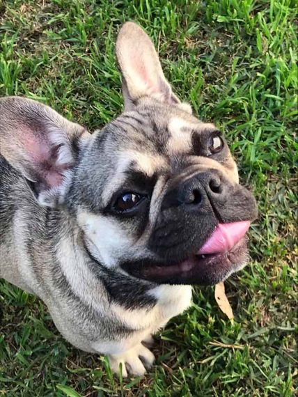 dog on grass