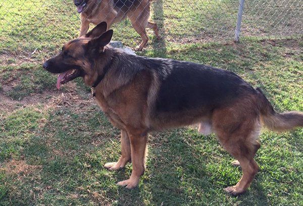 german shepherd dog on grass