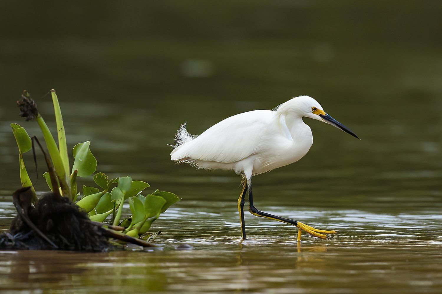 Amerikaanse kleine zilverreiger