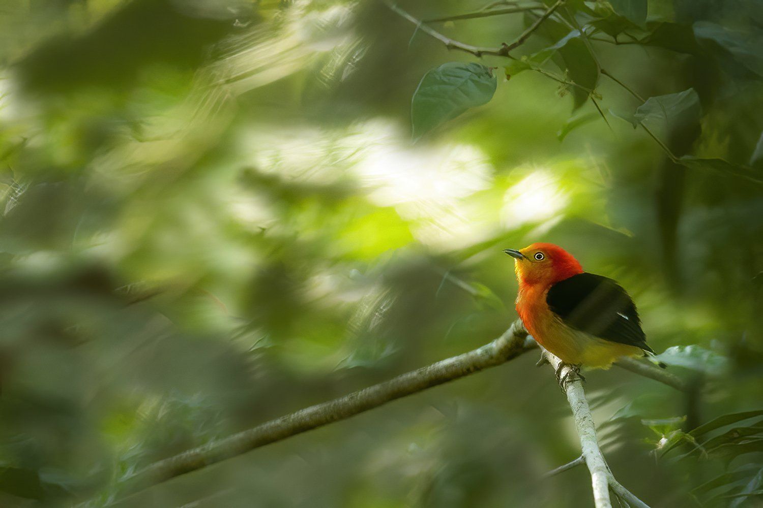 Bandstaarmanakin