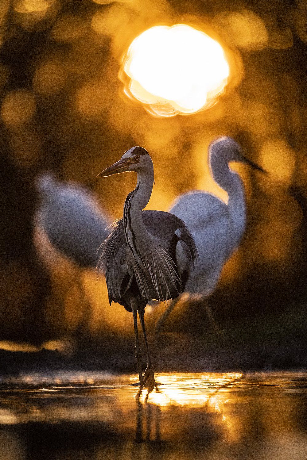 Blauwe reiger
