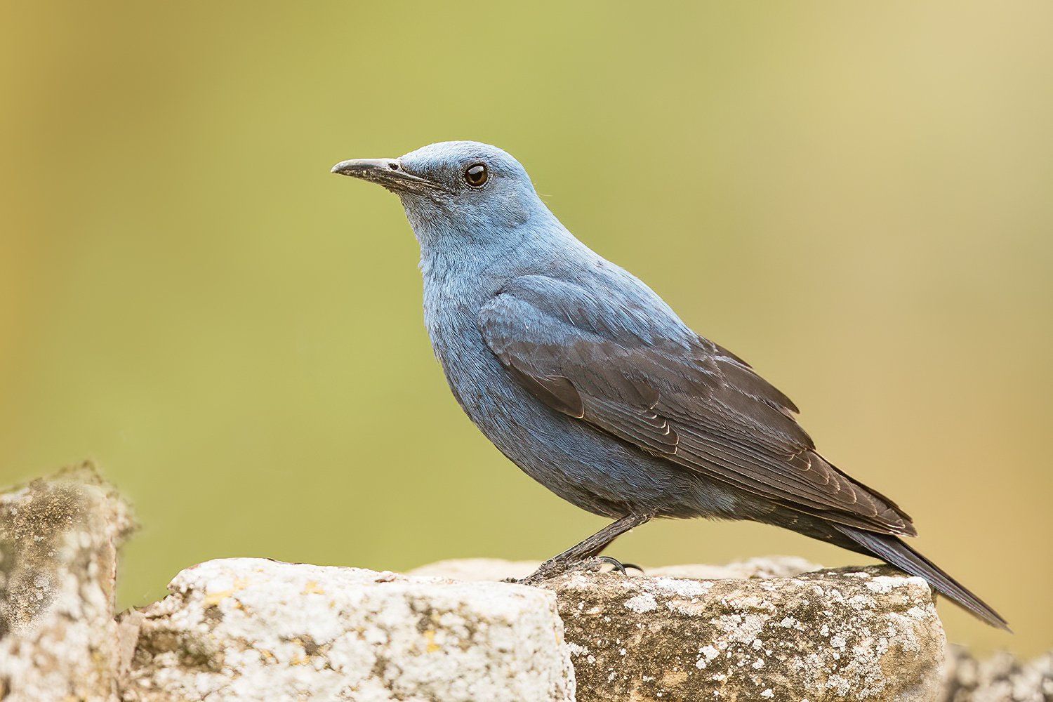 Blauwe rotslijster