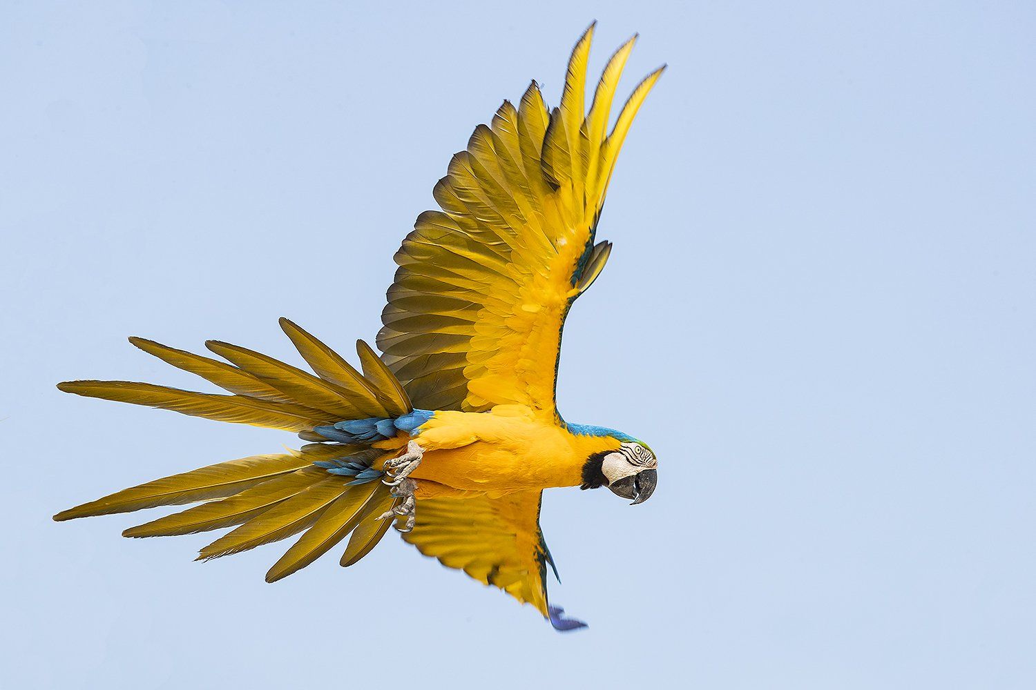 Blauwgele ara