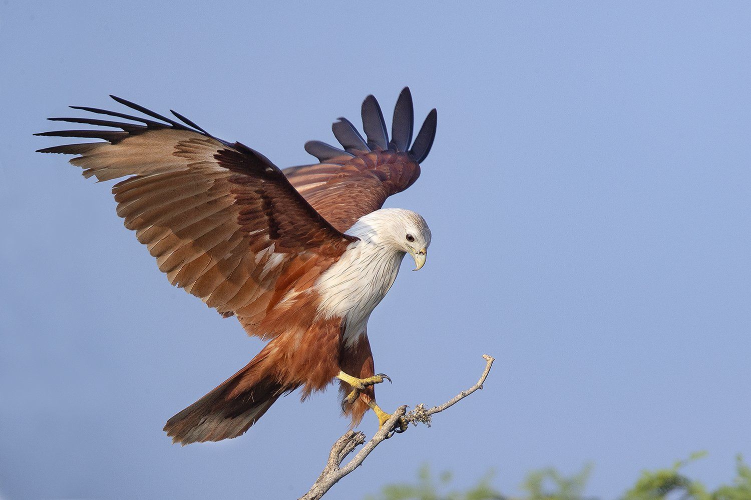 brahmaanse wouw