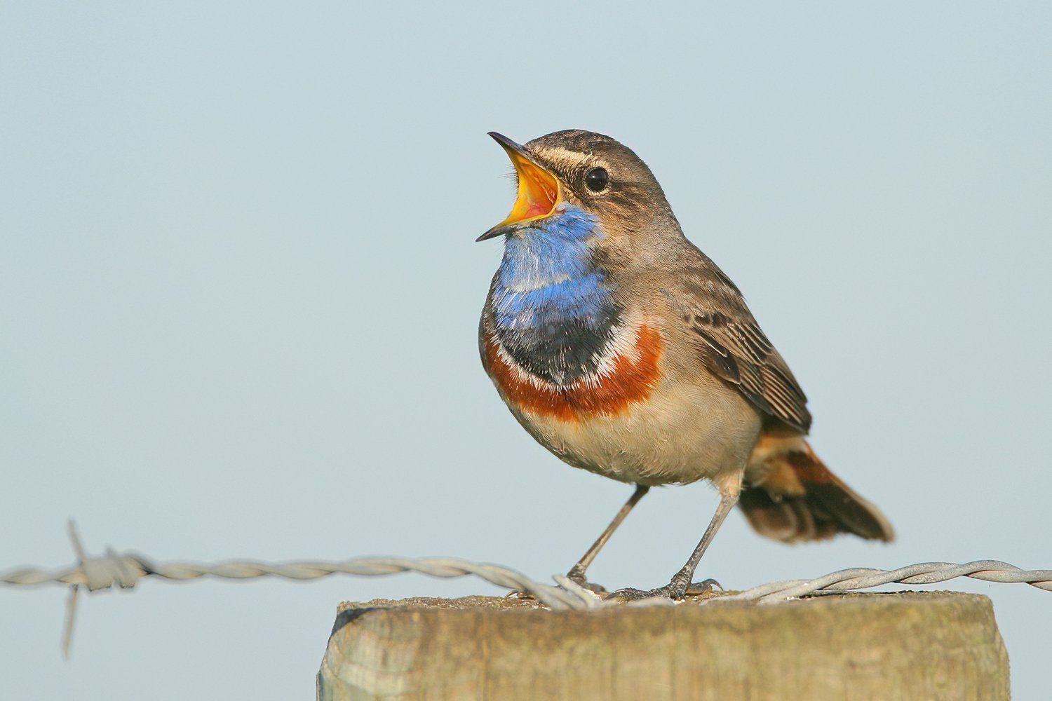 Blauwborst