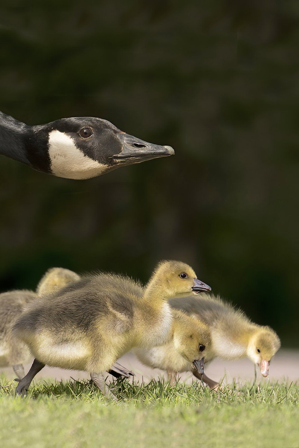 Canadese Gans