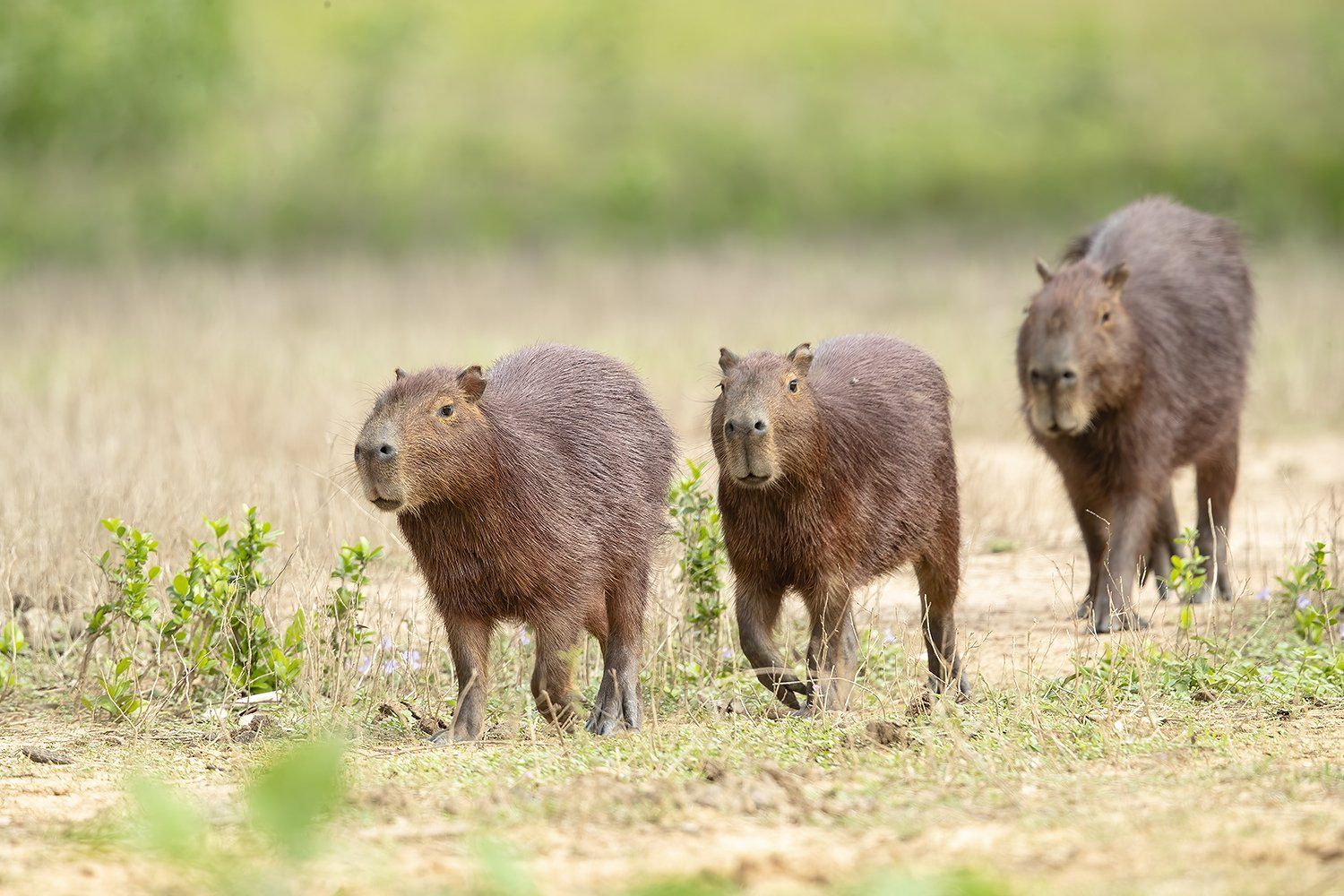 capibara