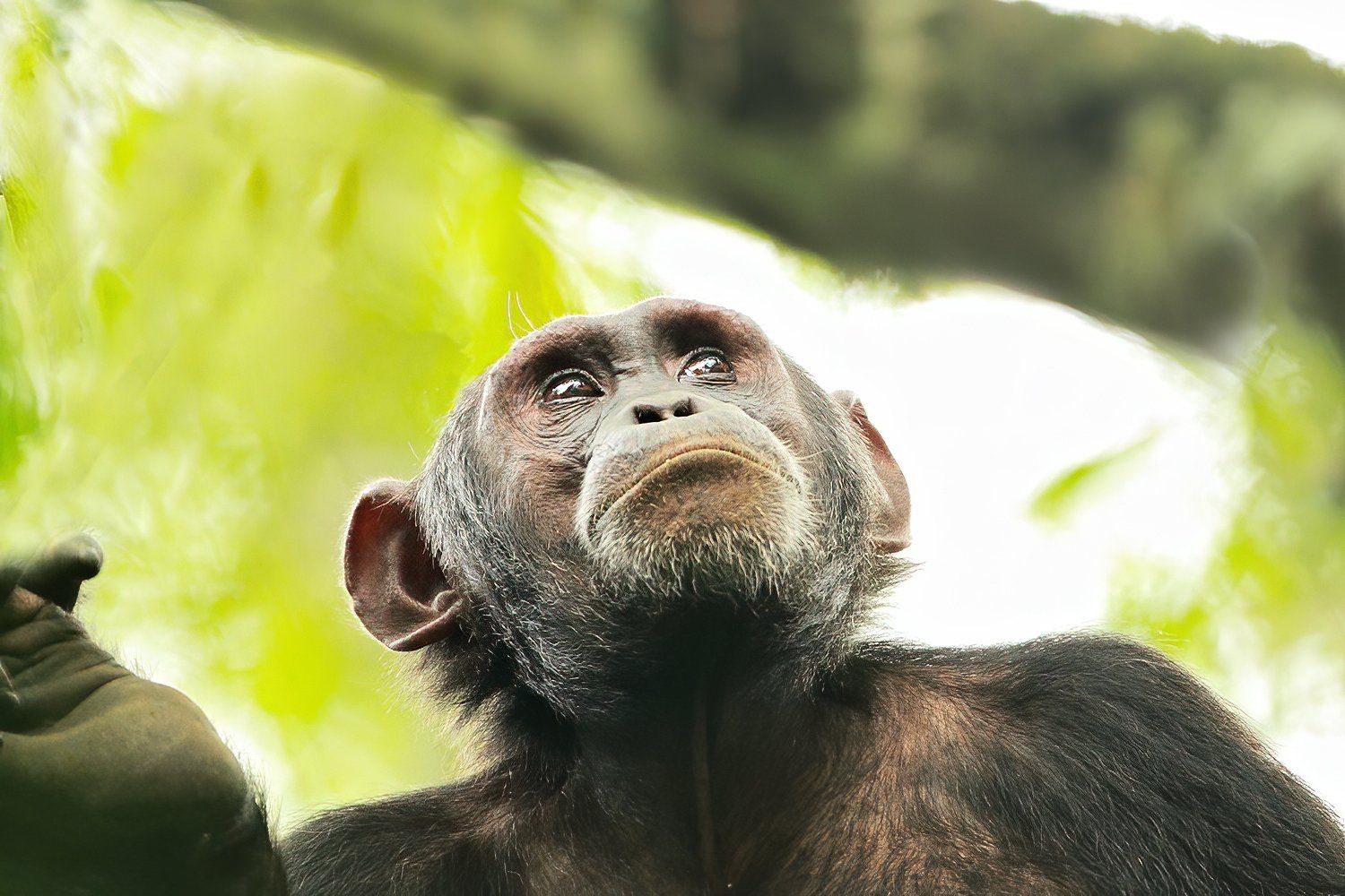 Chimpansee