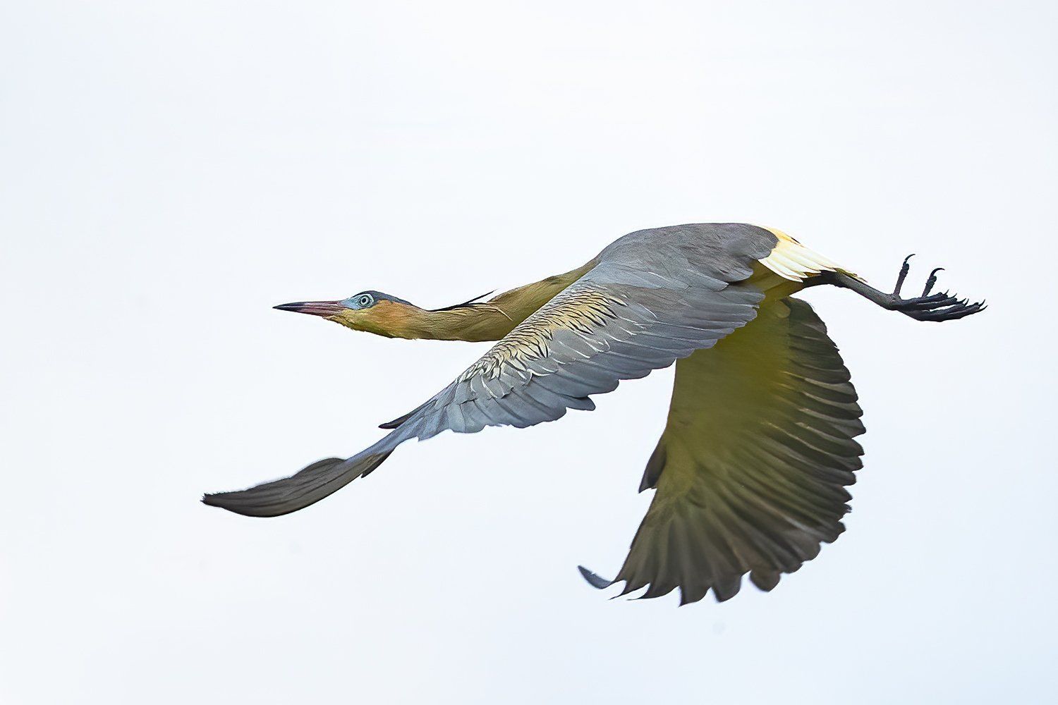fluitreiger